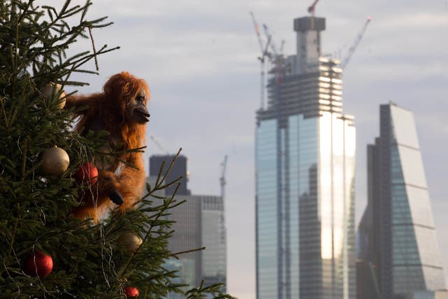 Animals including Orangutans are at risk from deforestation (David Parry/PA)