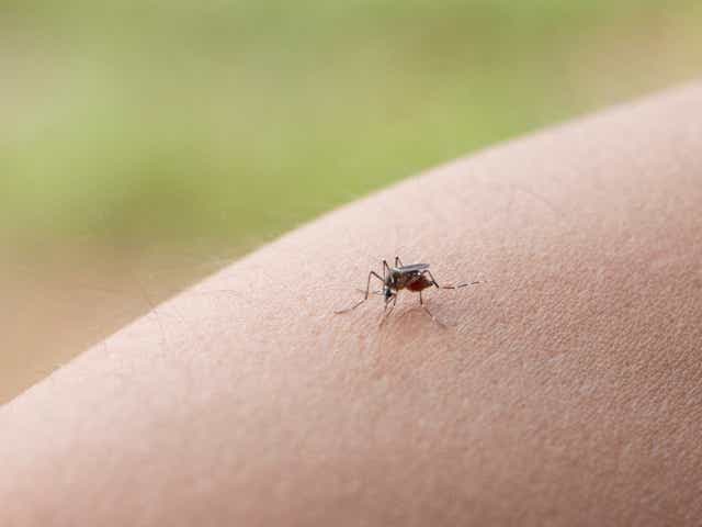 <p>Zika virus is spread by Aedes mosquitoes</p>