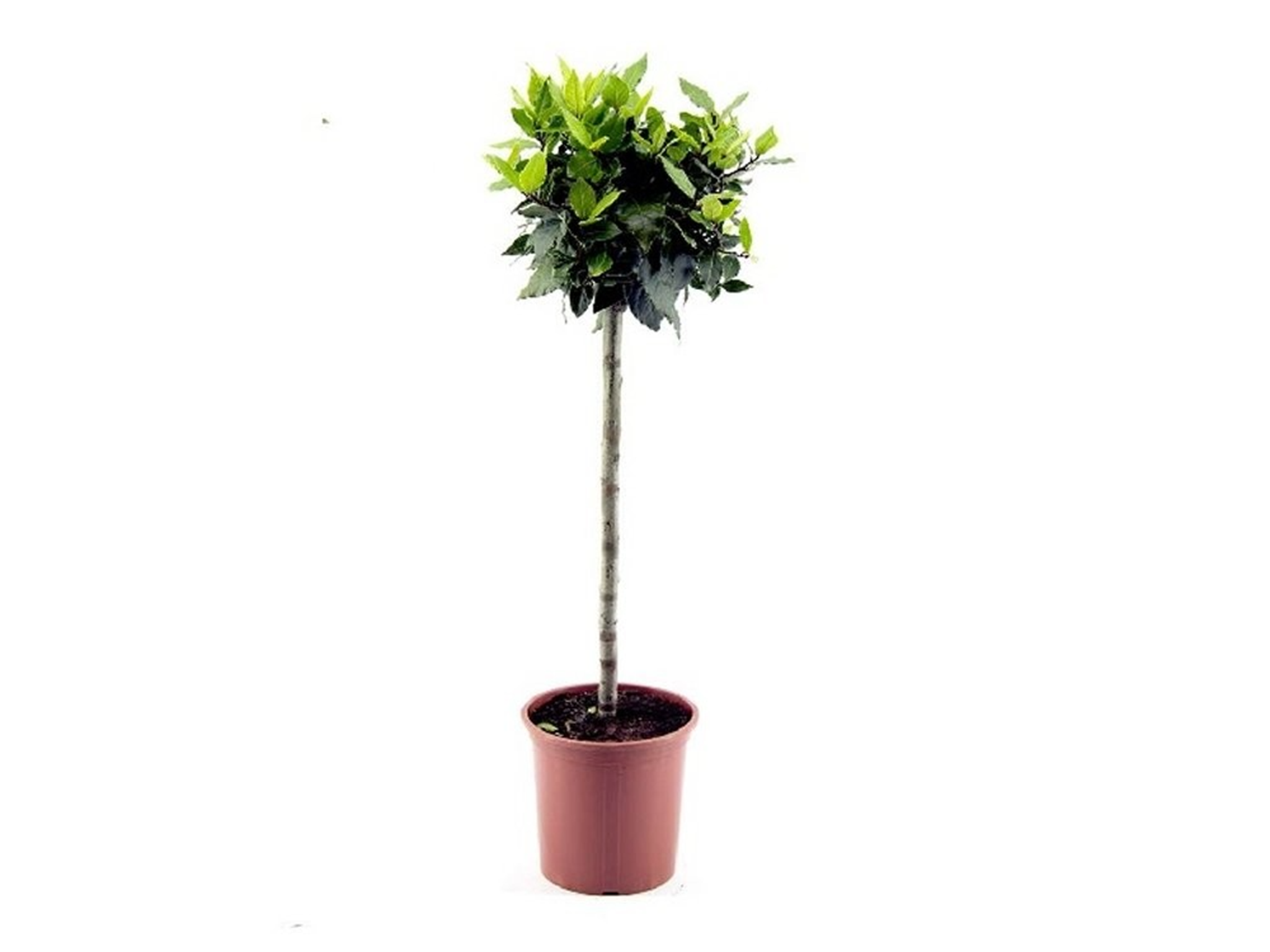 bay-tree-plants-for-pots.png
