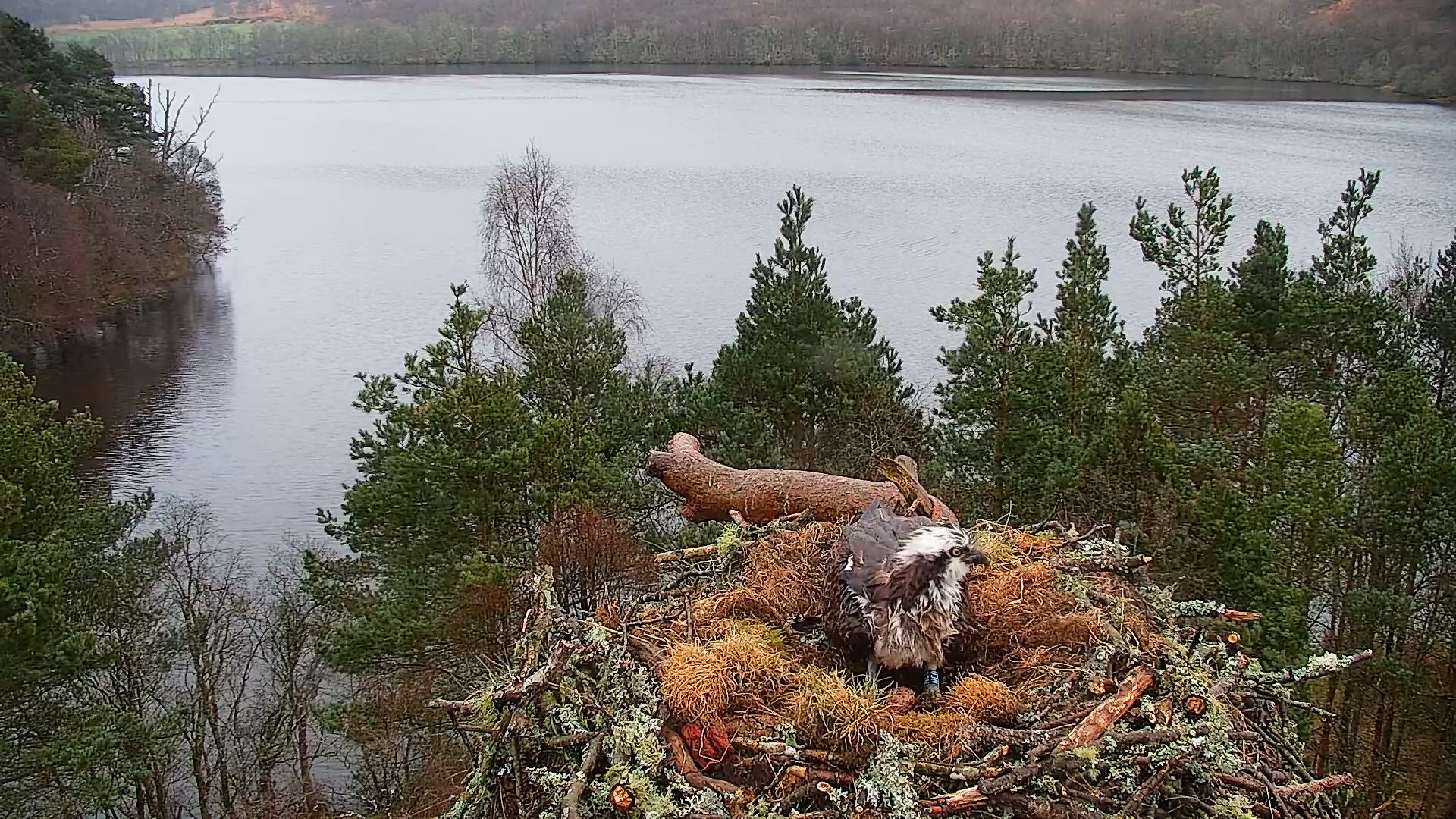 The osprey has laid her first egg of the season (Scottish Wildlife Trust/PA)