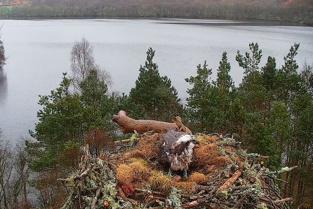 The osprey has laid her first egg of the season (Scottish Wildlife Trust/PA)