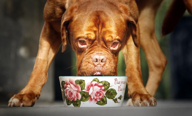 <p>Dogs should never drink from communal water bowls, an expert says</p>