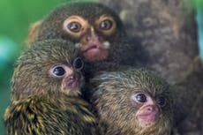 Endangered animals for sale as illegal wildlife trafficking ‘thrives’ on Facebook