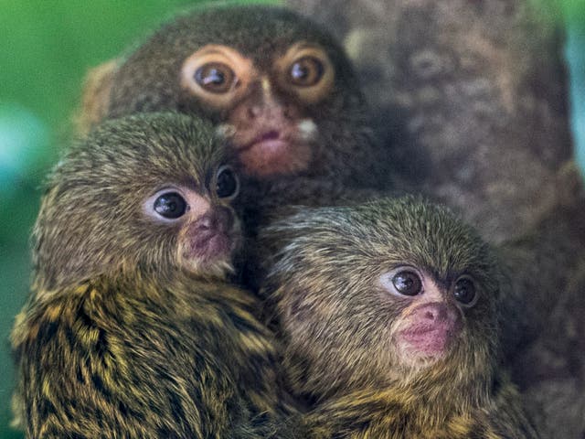 <p>Pygmy marmosets were among endangered species promoted for sale</p>