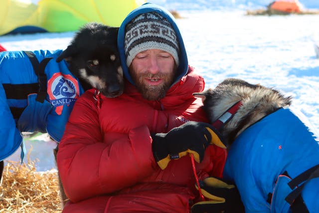 Iditarod-Pack Kills Pet