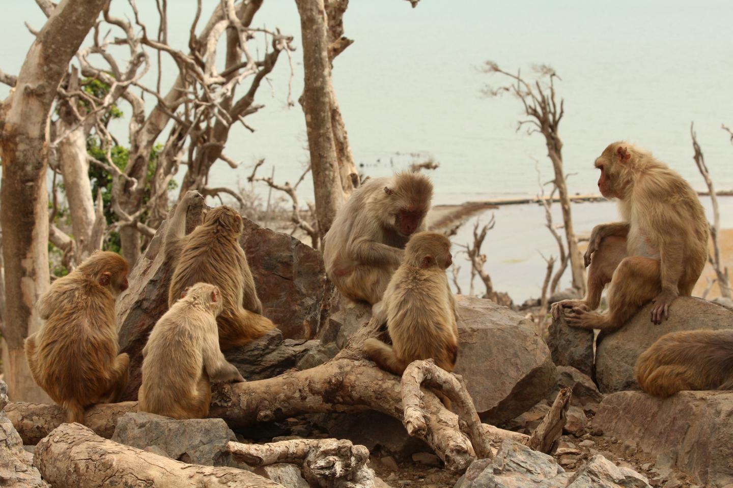 Group of macaques sitting together and grooming, with bare landscape in the background