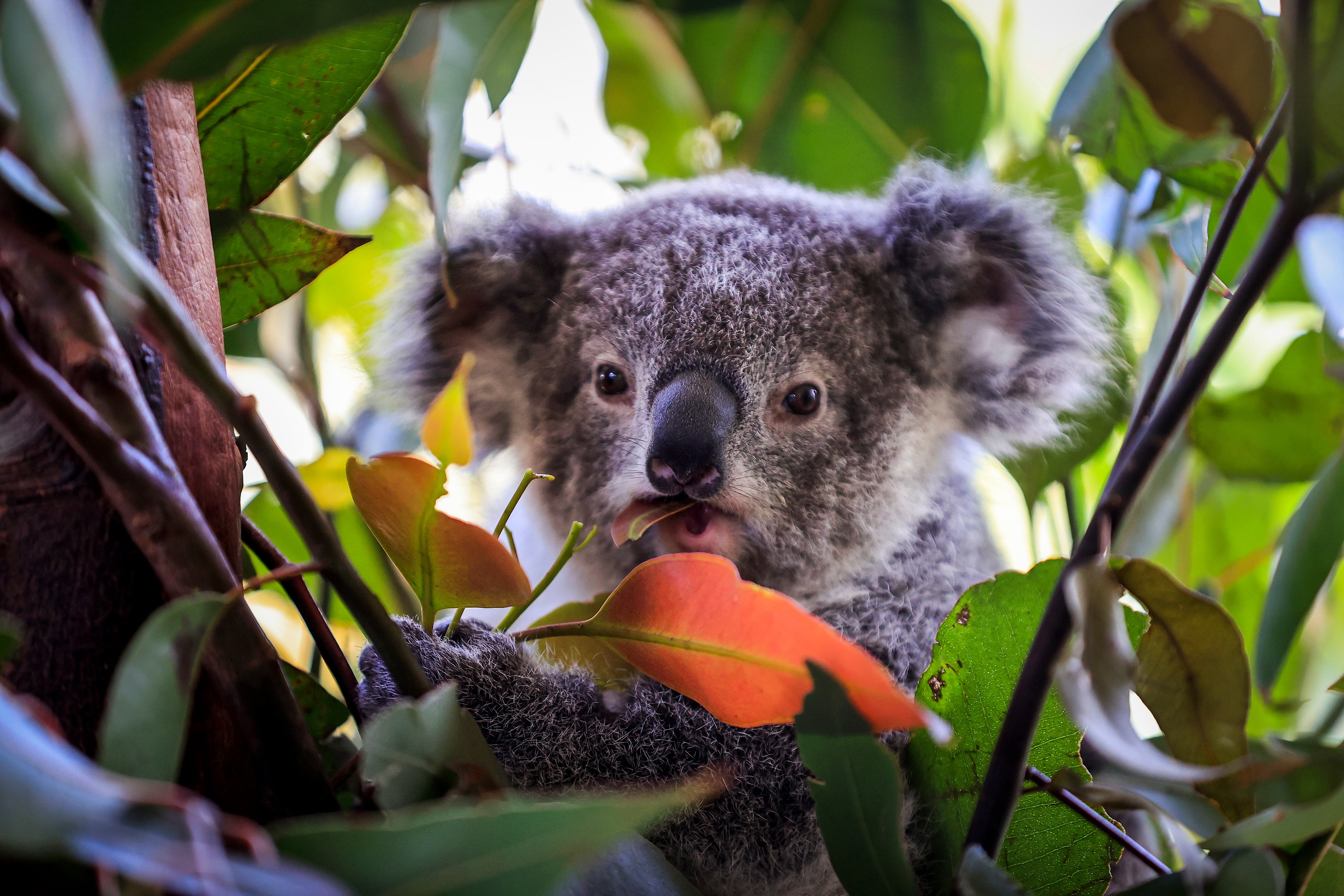 A baby koala is seen at Wild Life Sydney Zoo on October 14, 2021 in Sydney, Australia