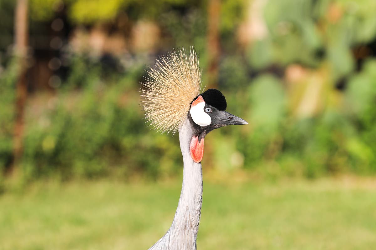 Grey-crowned cranes are disappearing fast from Kenya&rsquo;s wetlands