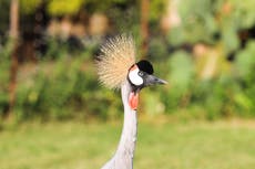 Grey-crowned cranes are disappearing fast from Kenya’s wetlands