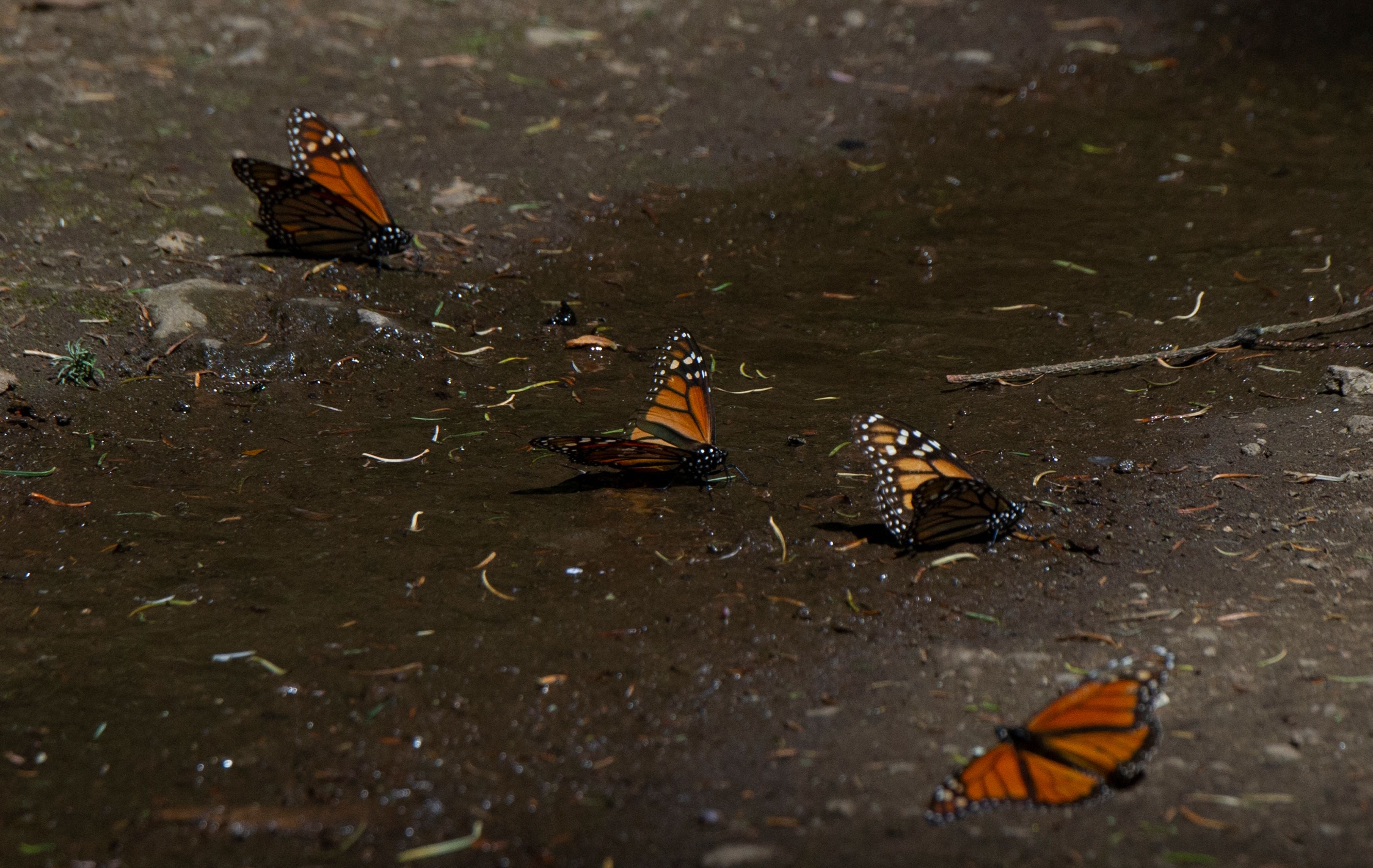 <p>Monarch butterflies are seen at the Rosario Sanctuary in Michoacan state, Mexico on 11 February</p>