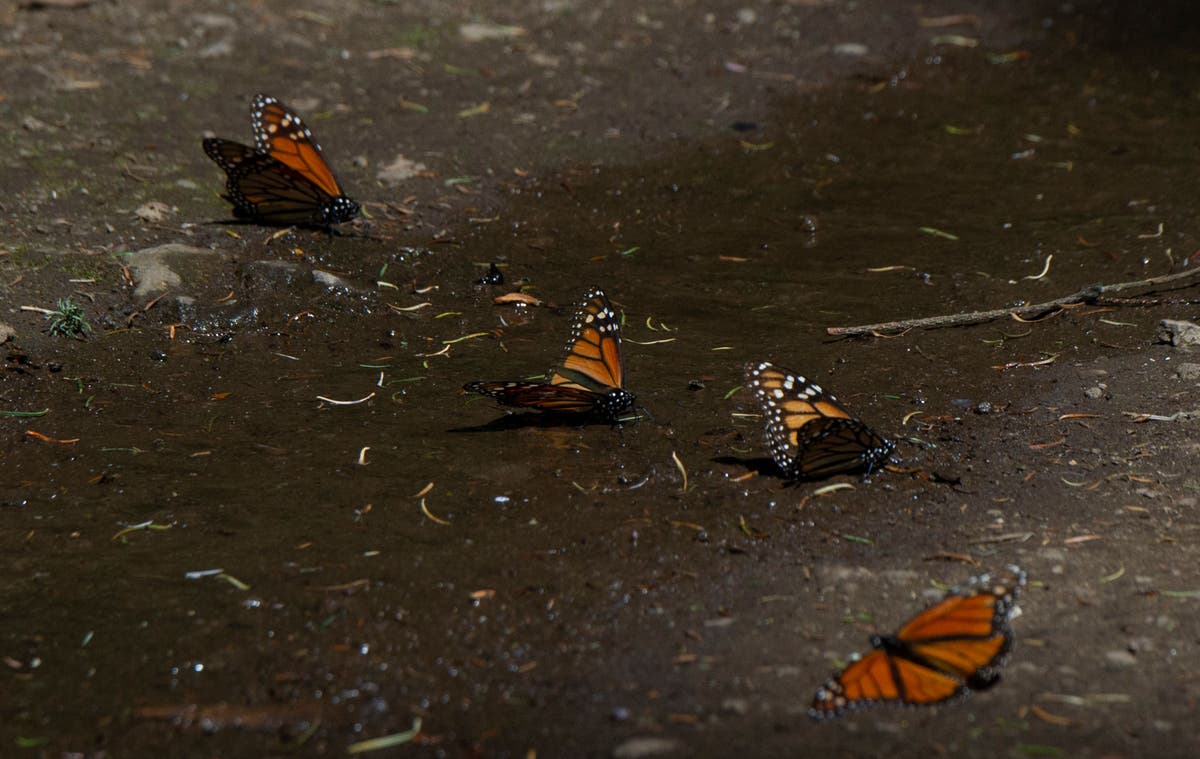 Monarch butterflies increasingly plagued by debilitating parasite, scientists say