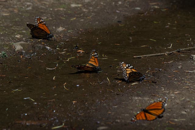 <p>Monarch butterflies are seen at the Rosario Sanctuary in Michoacan state, Mexico on 11 February</p>