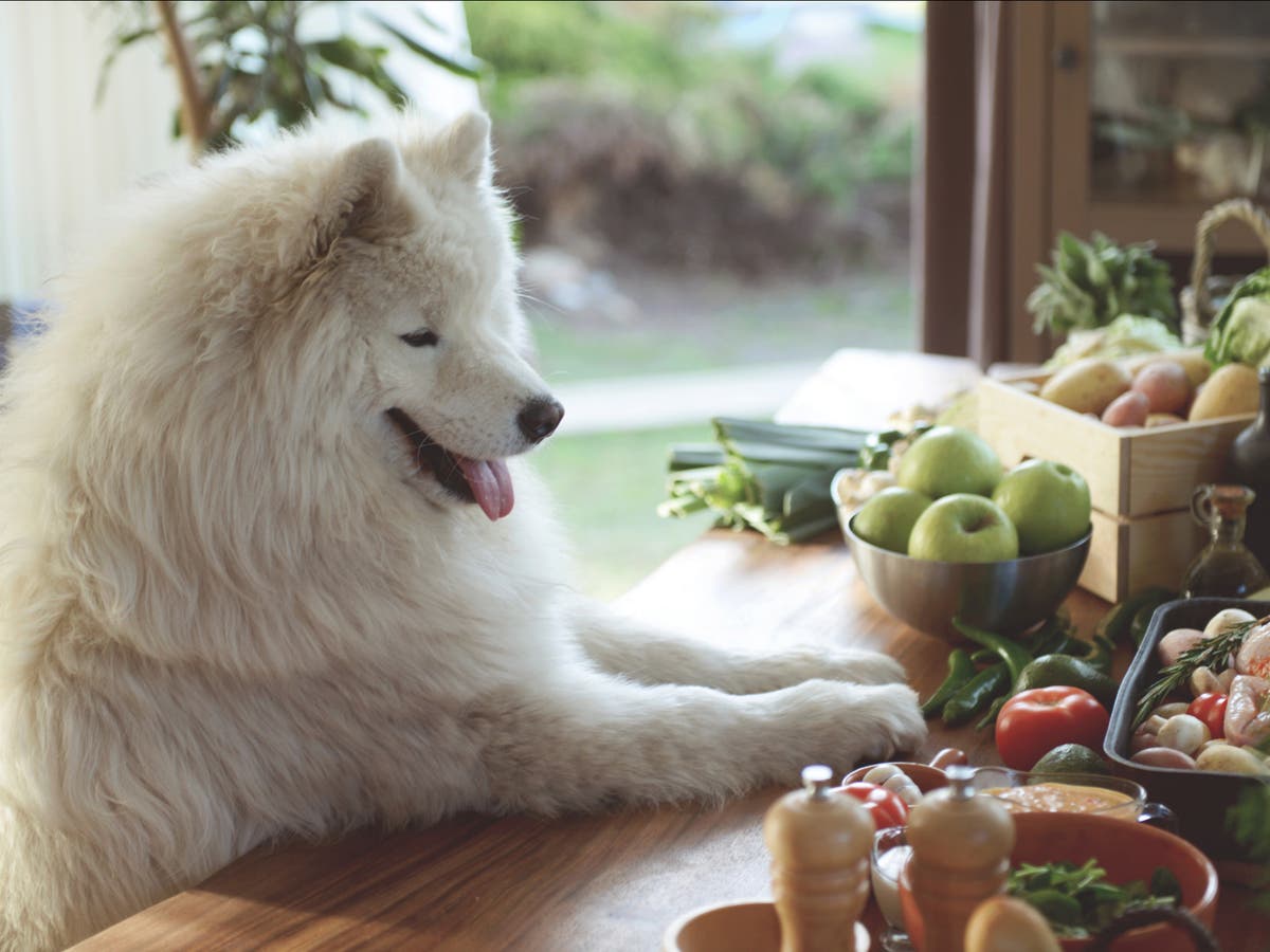 Dogs benefit from nutritionally complete vegan diet more than conventional diet, study suggests