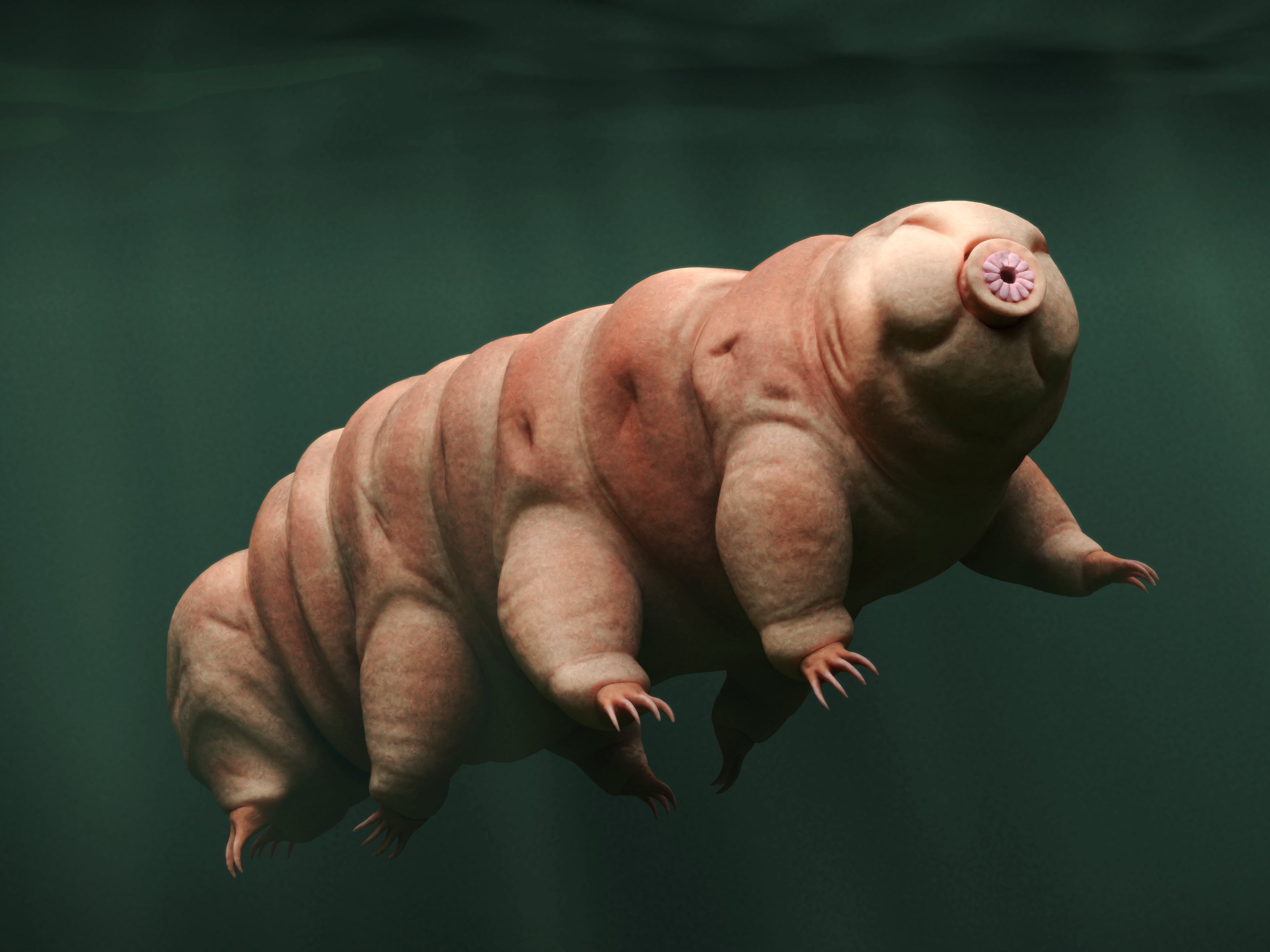 Tardigrades measure, on average, around 0.5mm in length and are almost entirely translucent