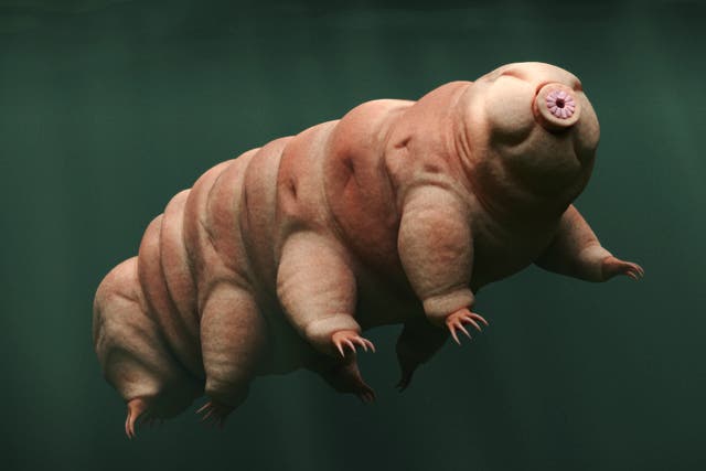 <p>Tardigrades measure, on average, around 0.5mm in length and are almost entirely translucent </p>