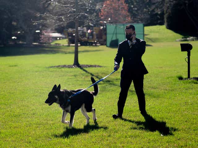<p>A staff member walks Major on the White House’s South Lawn</p>
