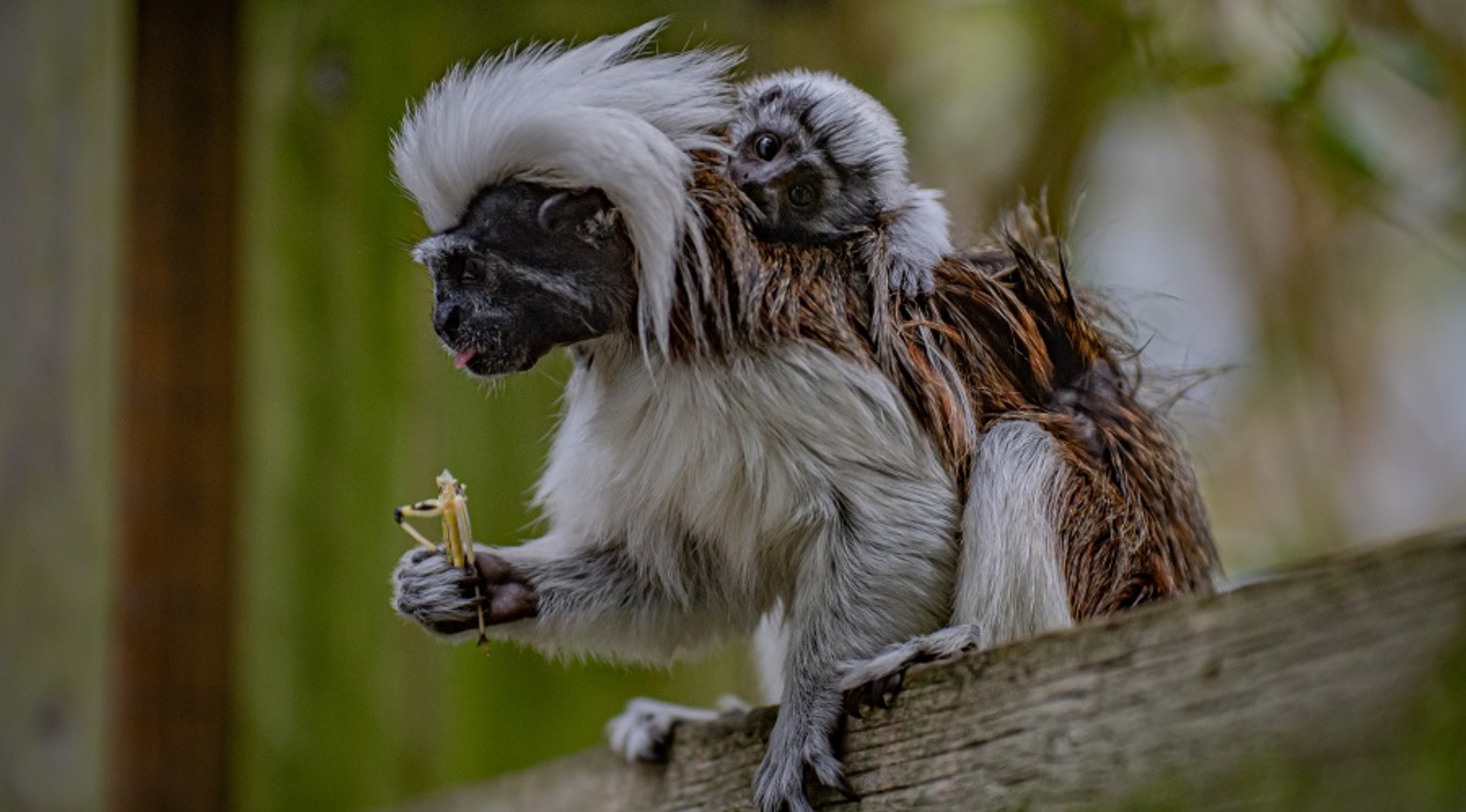 A critically endangered baby cotton-top tamarin has been born at Chester Zoo. (Chester Zoo/PA)