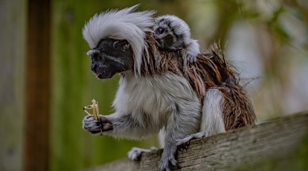 Chester Zoo celebrates birth of one of world’s most endangered primates