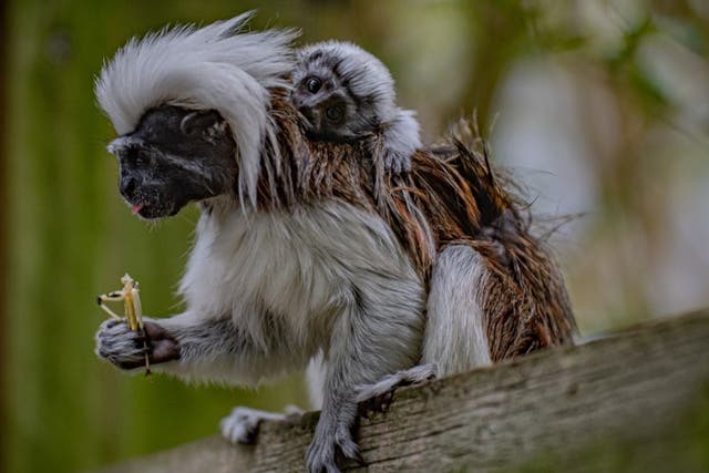 A critically endangered baby cotton-top tamarin has been born at Chester Zoo. (Chester Zoo/PA)