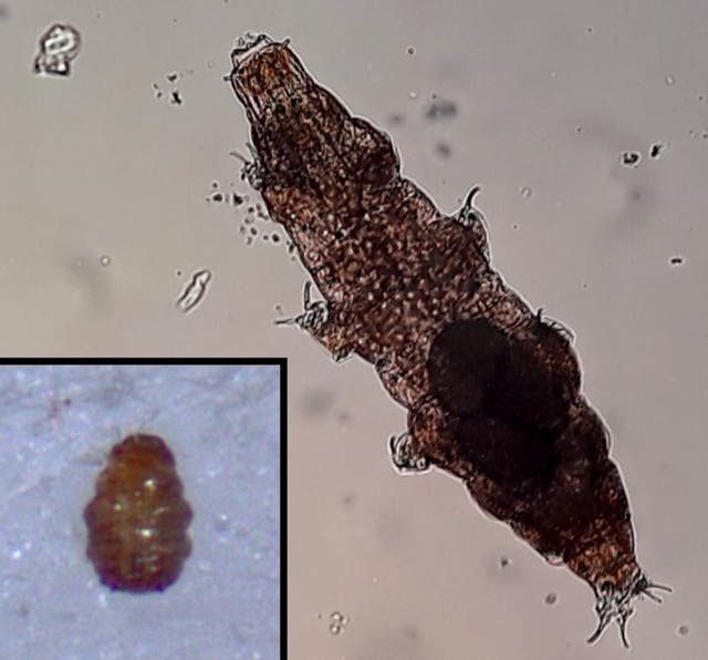 Tardigrades can hitch rides on land snails but the slime might hamper survival, a study suggests (Zofia Ksiazkiewicz and Milena Roszkowska/PA)