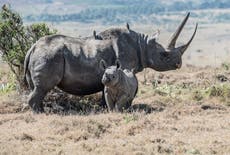 Botswana’s imported rhino poaching crisis