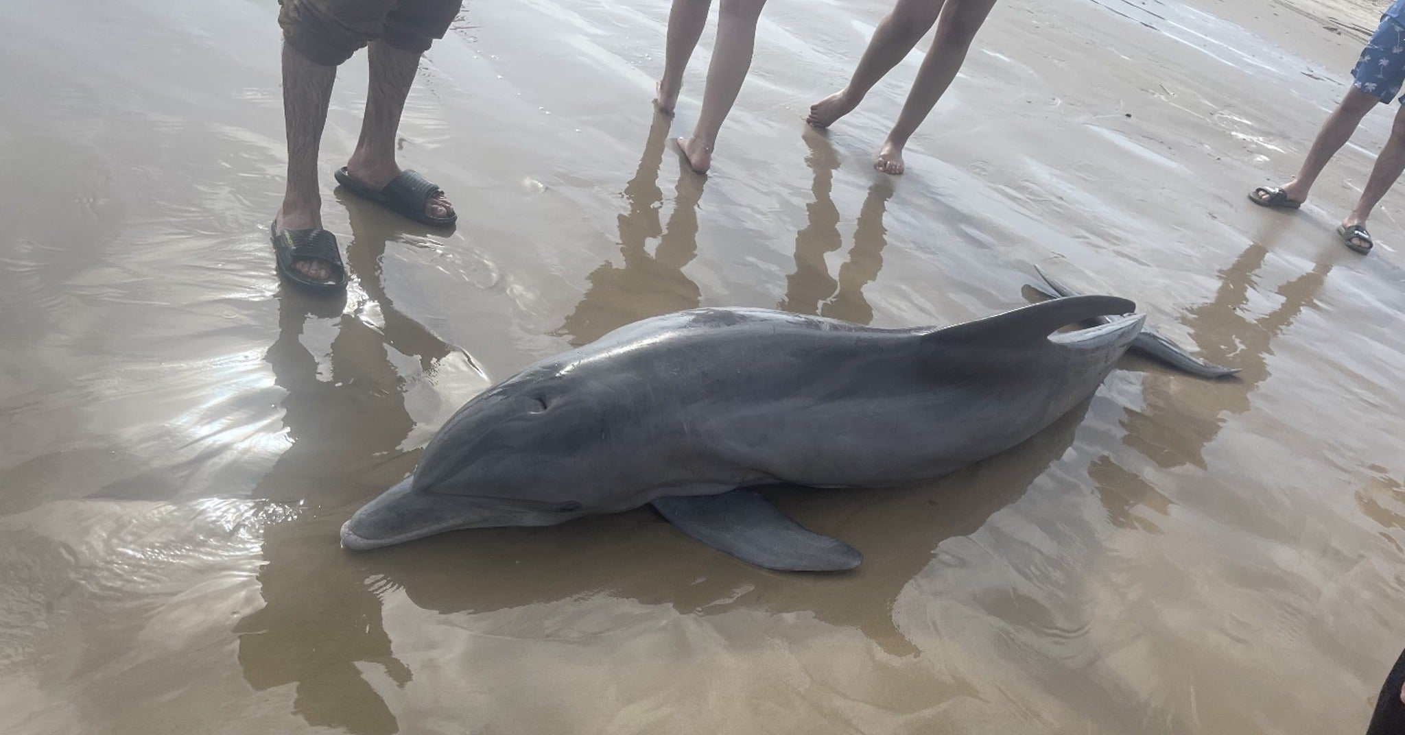 A dolphin stranded and surrounded on Quintana Beach.