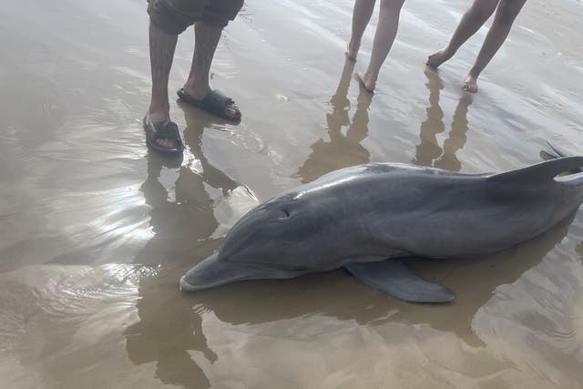 <p>A dolphin stranded and surrounded on Quintana Beach.</p>