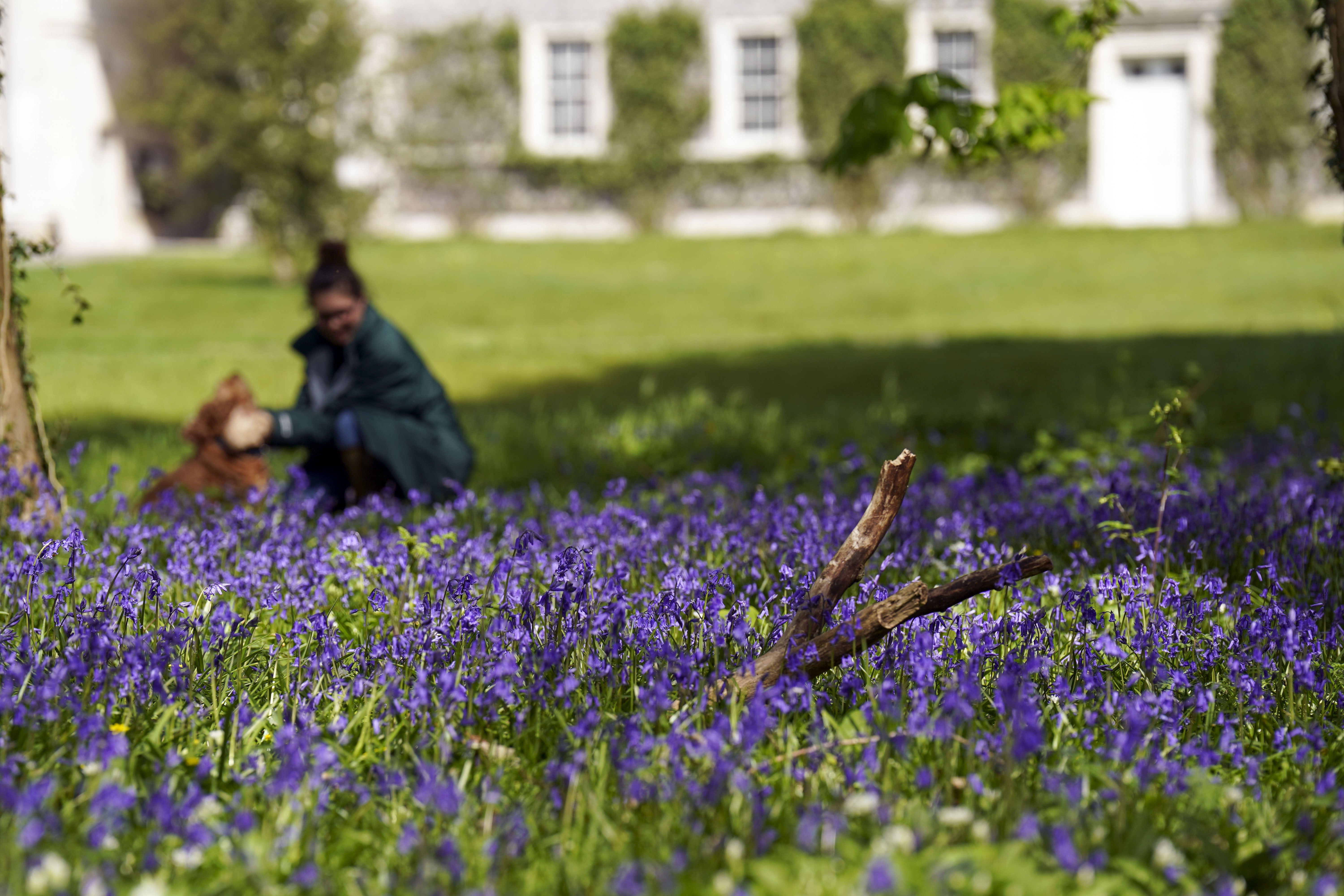 Elliece Kempster looks at the bluebells on the Goodwood Estate in Sussex (Steve Parsons/PA)