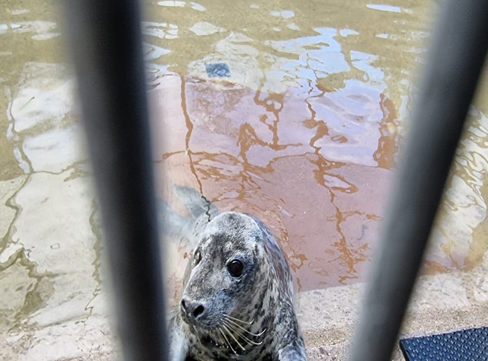 Spearmint the seal in captivity (Rame Wildlife Rescue Network/PA)
