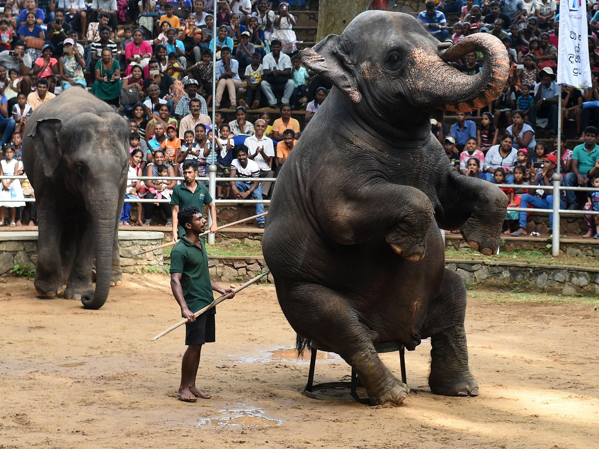 Elephants are forced to obey commands for tourists by being painfully speared, beaten and deprived of food or drink