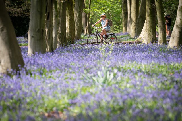 A visitor to Wanstead Park in east London cycles past this year’s bluebells (Stefan Rousseau/PA)