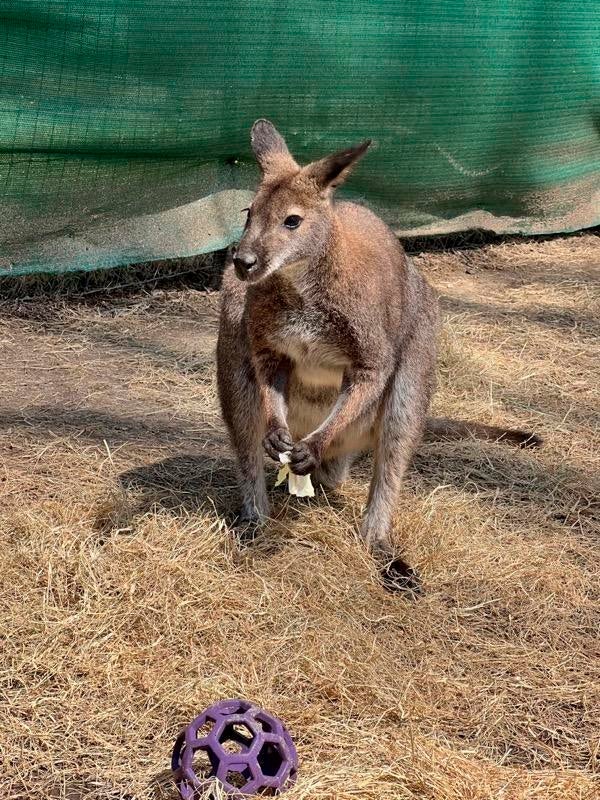 Memphis Zoo-Missing Wallaby