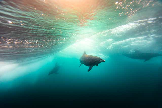 <p>Los delfines también son capaces de comunicarse a varios kilómetros debajo del agua</p>