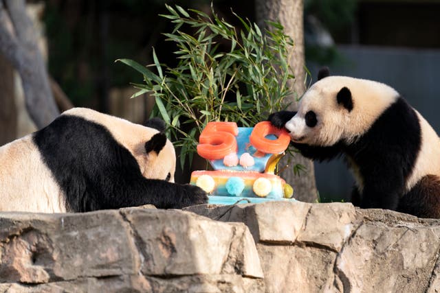 PANDAS-CUMPLEAÑOS