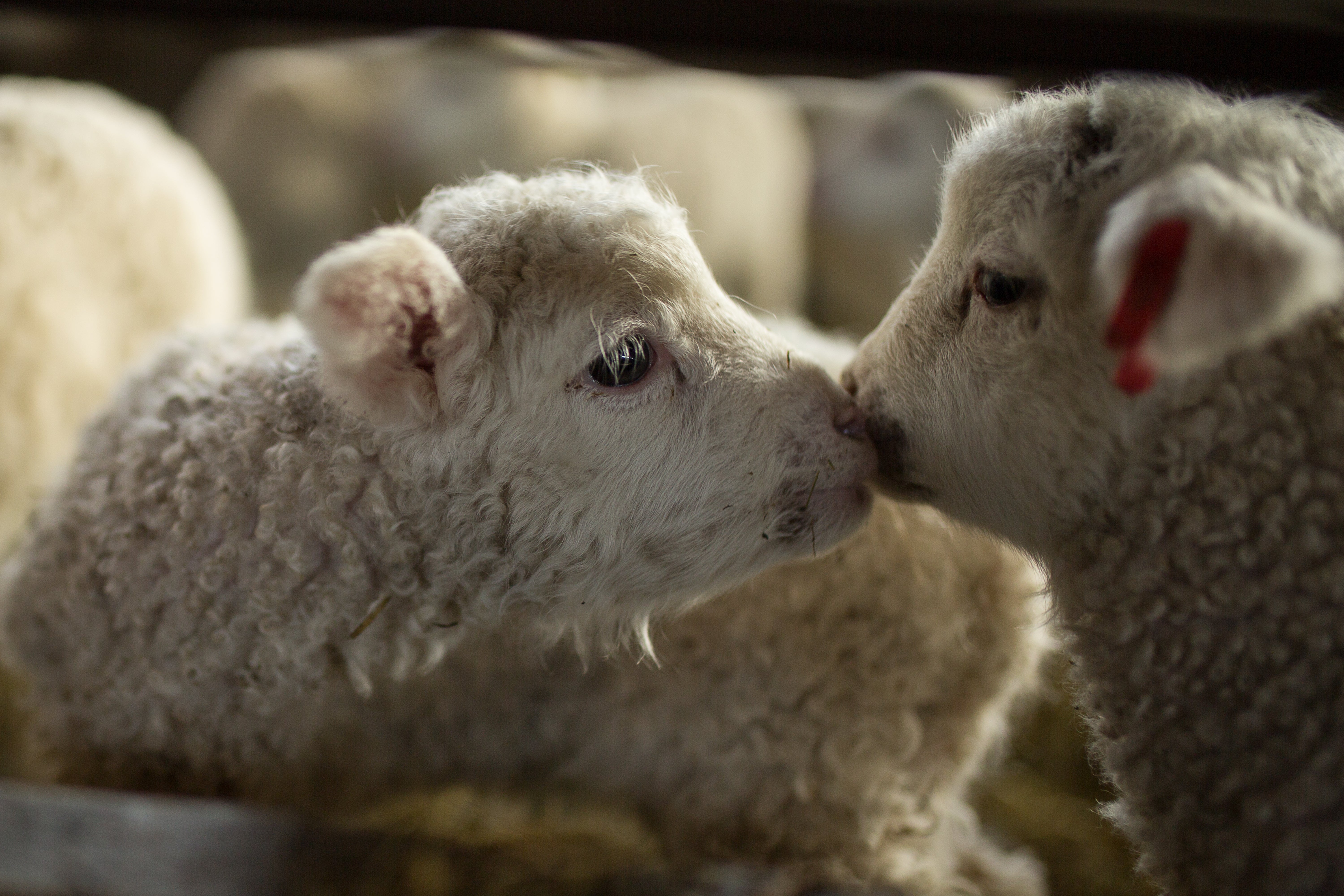 Lamb meat is most profitable around Easter time, so farmers induce pregnancies unnaturally early in the year