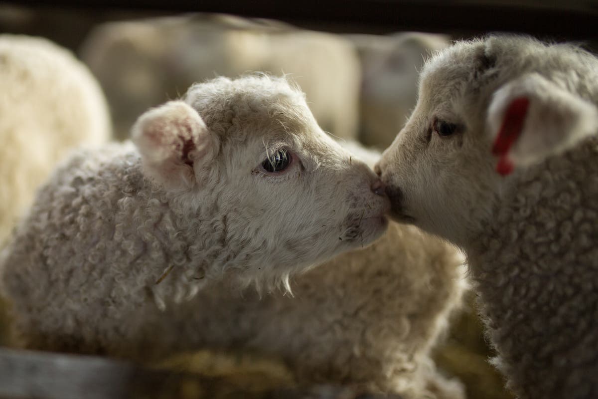 Voices: Here&rsquo;s why you should make this Easter a vegan one