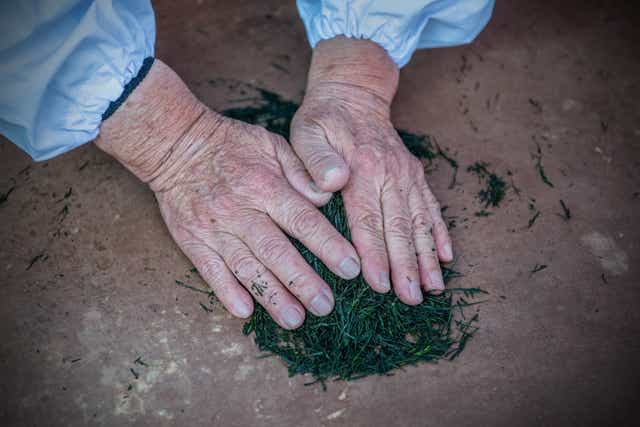 <p>File: A woman demonstrates how to hand roll green tea leaves during the first auction of the season’s new green tea leaves at Shizuoka Tea Auction</p>