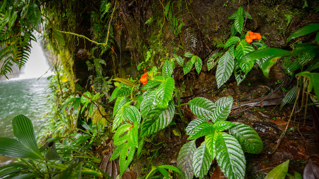 <p>Gasteranthus extinctus was found growing next to a waterfall at Bosque y Cascada Las Rocas, a private reserve in coastal Ecuador containing a large population of the endangered plant</p>