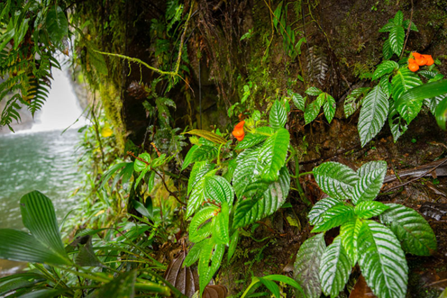 <p>Gasteranthus extinctus was found growing next to a waterfall at Bosque y Cascada Las Rocas, a private reserve in coastal Ecuador containing a large population of the endangered plant</p>
