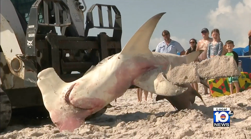 Florida sahilinde 11 metrelik çekiç başlı köpekbalığı kıyıya vurdu