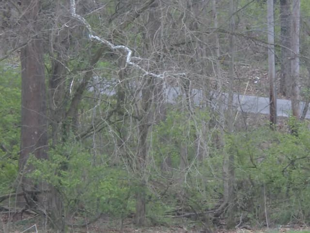 <p>A wooded area in Indiana’s Washington County </p>