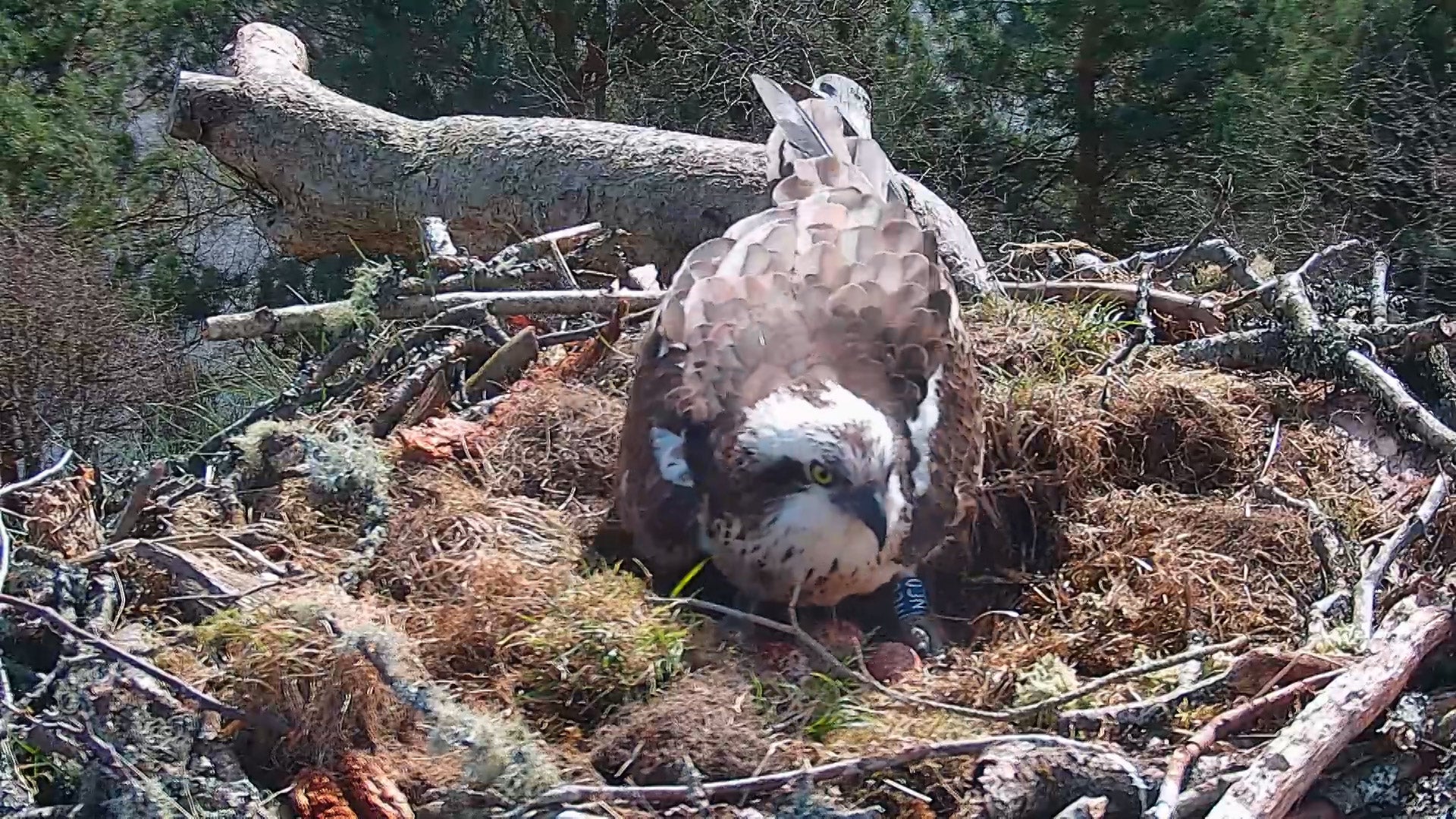 NC0 with three eggs at Loch of the Lowes Wildlife Reserve (Scottish Wildlife Trust)