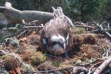 Hat-trick of eggs for osprey NC0 after mate fends off intruders