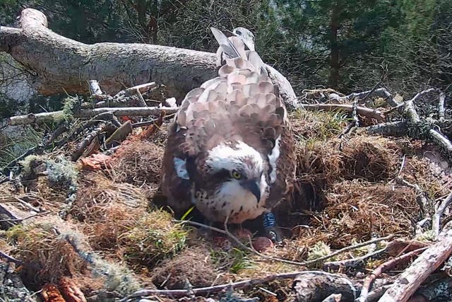 NC0 with three eggs at Loch of the Lowes Wildlife Reserve (Scottish Wildlife Trust)