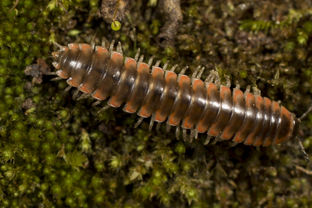 <p>The newly described twisted-claw millipede, Nannaria swiftae</p>