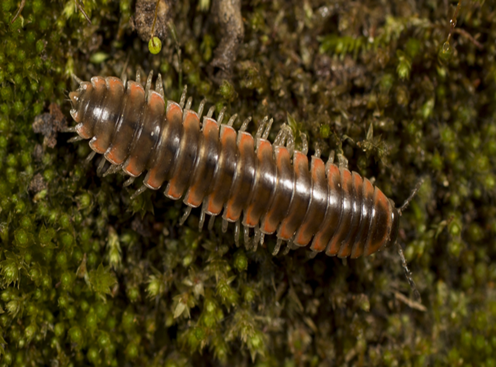 <p>The newly described twisted-claw millipede, Nannaria swiftae</p>