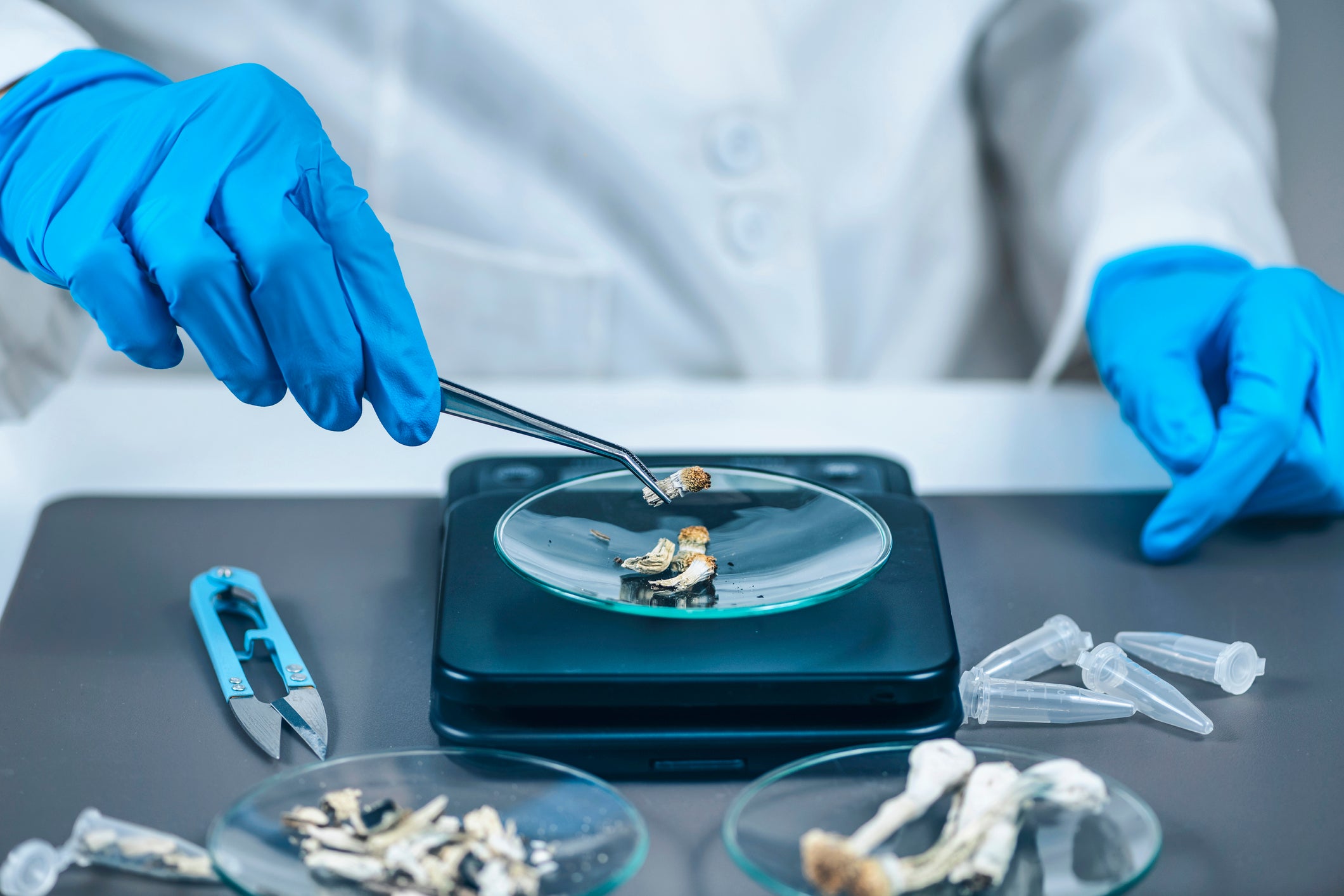 A scientist measures micro doses of a magic mushrooms