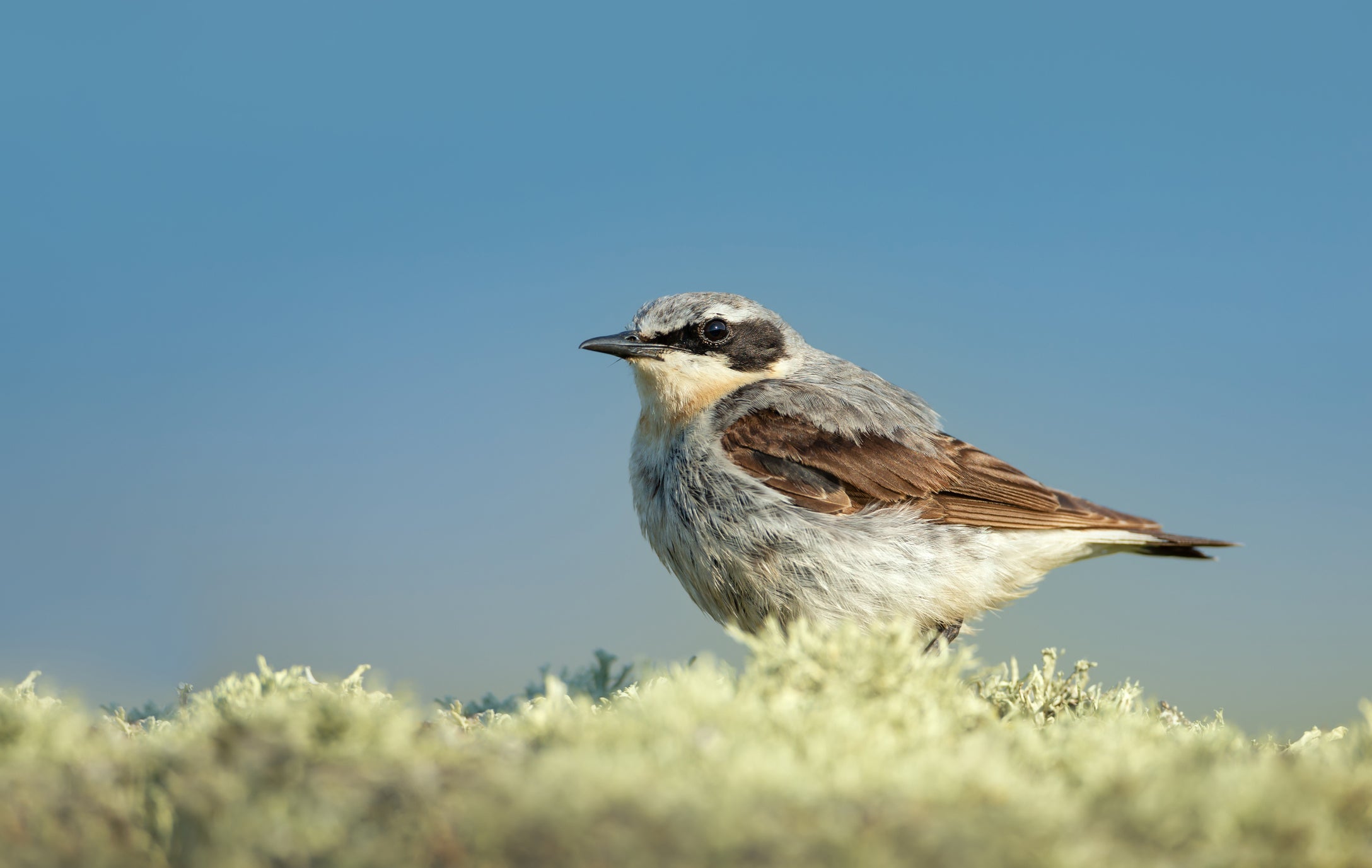 The wheatear spends its winters in central Africa before returning to the UK