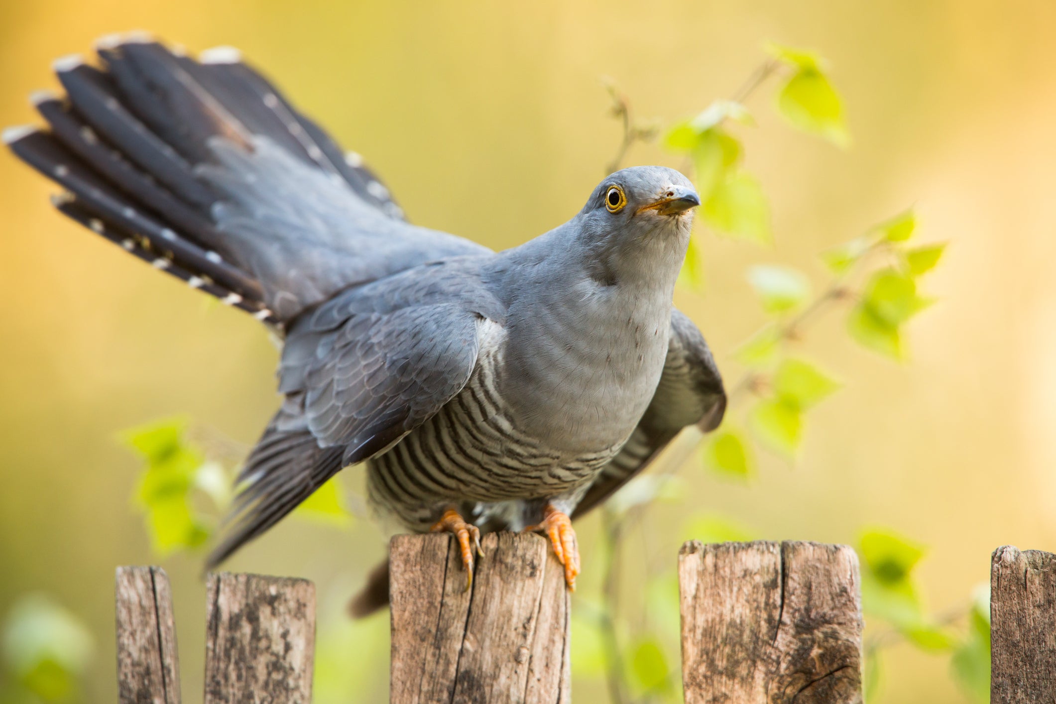 Fly the nest: young cuckoos can travel from Europe to Africa and back again by themselves