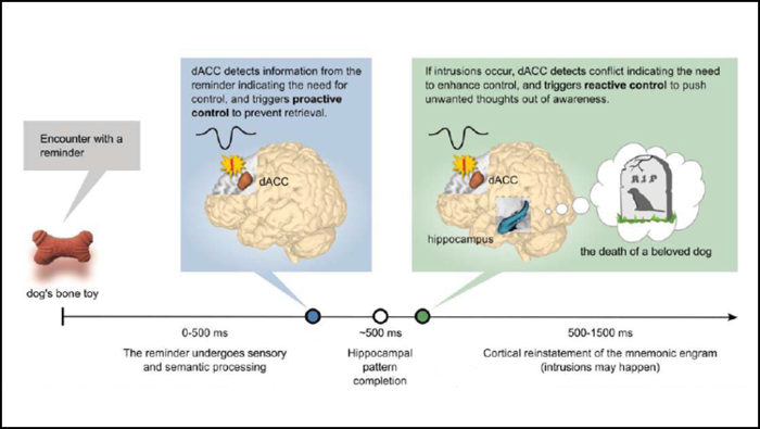 A model of how the ACC proactively and reactively signals the need for thought suppression